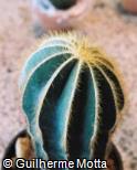 (ERMA) Eriocactus magnificus