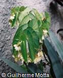 Begonia coccinea ´White´
