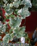 Hedera helix ´Clotted Cream´