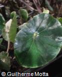 (BEGR) Begonia grisea
