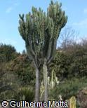 (EUAB) Euphorbia abyssinica