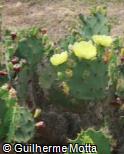 (OPST) Opuntia stricta