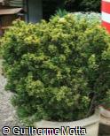 (EUJA5) Euonymus japonicus ´Ovatus Aureus´