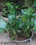 (PHRE3) Philodendron renauxii