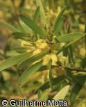 (ACLO) Acacia longifolia