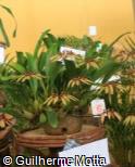 (BUPI) Bulbophyllum picturatum