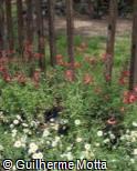 (SAGR) Salvia greggii ´Flame´
