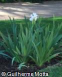 (IRAL) Iris albicans