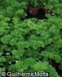 Petroselinum crispum ´Champion Moss Curled´