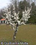 (PRAM) Prunus americana
