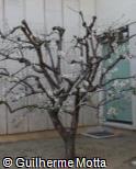 (PRDU) Prunus dulcis