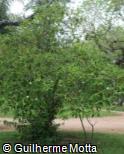 (CAGU) Campomanesia guazumifolia