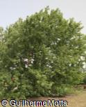 (ACSA3) Acer saccharinum