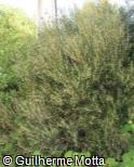 (PHAN) Phillyrea angustifolia