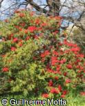 (RHRU) Rhododendron  ´Ruby Hart´