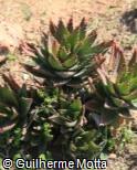 (ALPE2) Aloe perfoliata