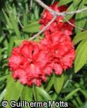 Rhododendron  ´Ruby Hart´