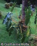 (PHBI3) Philodendron billietiae