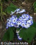 Pericallis hybrida ´Light Blue Bicolor´