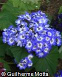 Pericallis hybrida ´Senetti Blue Bicolor´