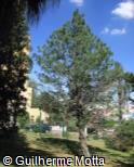 (PIPO) Pinus ponderosa