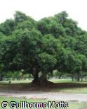 (FIDR) Ficus drupacea