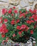 (RHFL) Rhododendron ´Florida ´