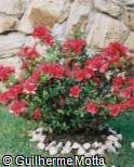 Rhododendron ´Florida ´