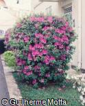 (RHHI) Rhododendron ´Hiroko´