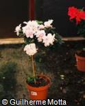 (RHLA) Rhododendron ´Laura Morland´
