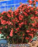(RHTO2) Rhododendron ´Toreador´