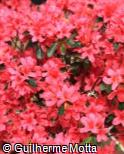 Rhododendron ´Toreador´