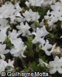 (RHSI3) Rhododendron simsii ´Angela Place´
