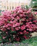 (RHAP) Rhododendron ´Aphrodite´