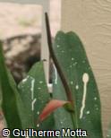 (ANCO4) Anthurium coriaceum