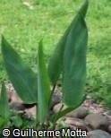 (THGE) Thalia geniculata