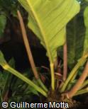 (ANHO2) Anthurium hookeri
