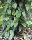 (PHCO2) Philodendron cordatum