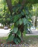 Philodendron cordatum