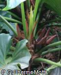Philodendron megalophyllum