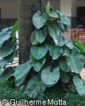 Philodendron scitulum