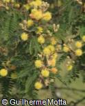 Acacia farnesiana