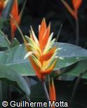 Heliconia latispatha ´Jamaican Orange´