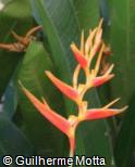 (HELA3) Heliconia latispatha ´Rosy Cheek´