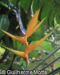 Heliconia bihai ´Yellow Dancer´