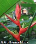 Heliconia stricta