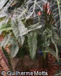 Alocasia heterophylla ´Aquino´