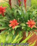 Guzmania  ´Optima´