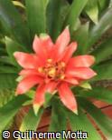 Guzmania  ´Optima´