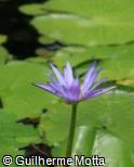 Nymphaea capensis